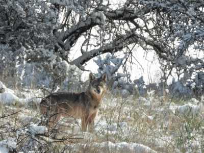 E poi lo scatto realizzato a gennaio dello scorso anno. �Al mio arrivo era tutto imbiancato per la neve - ricorda Francesco -. Salgo verso il punto pi� alto, finch� non vedo questa �scia�: impronte perfettamente allineate a formare una linea dritta, tipiche del lupo. Era ormai quasi giorno, quando lo vidi spuntare da dietro dei muretti a secco�